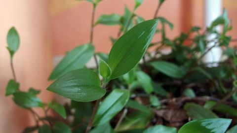 Blumen mit Fingernägeln düngen - aus ästetischen Gründen sollte man natürlich die Späne etwas untergraben! Grüne Pflanzenblätter wachsen in einem Topf, umgeben von weiteren Pflanzen, die durch das Düngen mit Hornspänen gefördert werden.