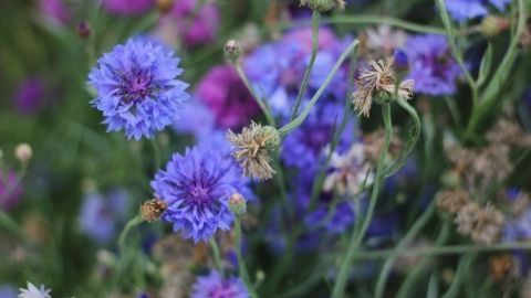 Bunte Blumen mit lila Blütenständen wachsen zusammen, einige davon welken, während andere für die Saatguternte bereit sind.