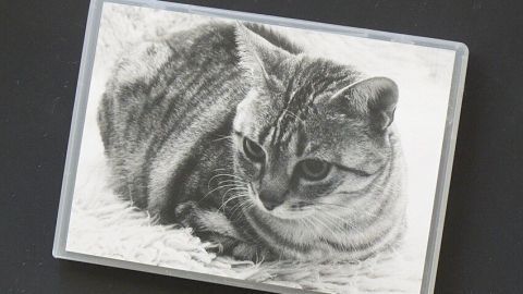 Eine DVD-Hülle zeigt ein schwarz-weißes Bild einer Katze, die auf einem weichen Untergrund liegt, als kreative Dekoration.