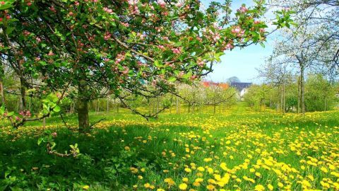 Ein blühender Apfelbaum steht in einer Streuobstwiese, umgeben von gelbem Löwenzahn und grünem Gras im Frühling.