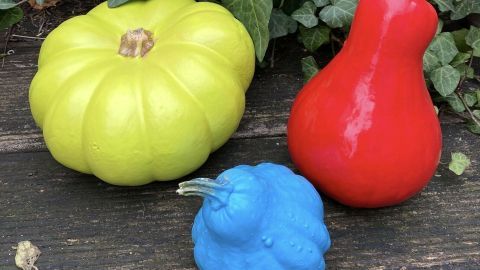 Bunte Kürbisse in knalligen Farben stehen auf Holz, umgeben von grünen Pflanzen, die eine kreative Atmosphäre schaffen.