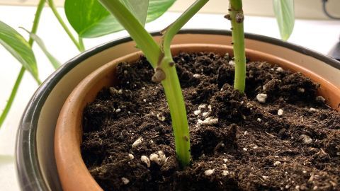 Grüne Efeututen wachsen aus der Erde in einem Blumentopf, umgeben von frischer Blumenerde und anderen Pflanzen.