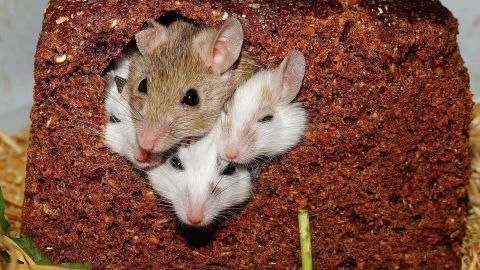 Drei Mäuse sitzen gedrängt in einem Loch eines Brotes, während sie in einer Umgebung mit Stroh und Pflanzenresten umgeben sind.