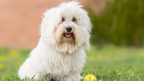 Ein weißer Hund sitzt auf einer grünen Wiese und schaut freundlich mit einer gelben Ball im Vordergrund.