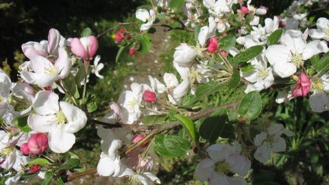 Blühende Zieräpfelzweige mit weißen und rosa Blüten setzen einen farbenfrohen Akzent in der grünen Umgebung.