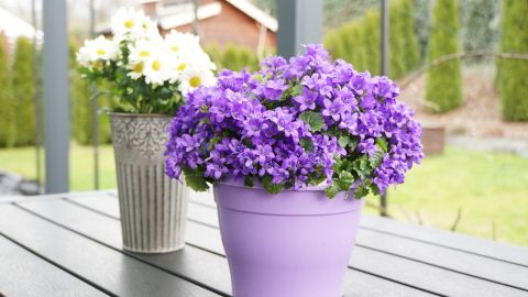 blumentopf test