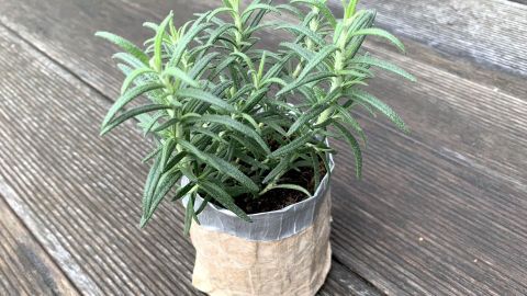 Eine Pflanztasche aus einem Tetrapack hält einen gesunden Rosmarin auf einer Holzoberfläche, ideal für Upcycling-Projekte.