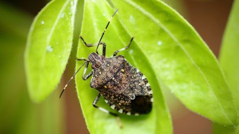 Ein Wanzen sitzt auf einem grünen Blatt und scheint sich in der Natur zu orientieren, um möglichen Gefahren zu entkommen.