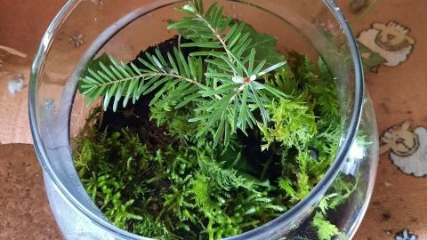 Ewiges Terrarium - ein eigenes kleines Ökosystem