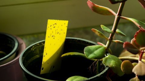 Gelbe Klebefalle fängt Trauermückenlarven in einem Blumentopf um Pflanzen zu schützen und ihre Ausbreitung zu verhindern.