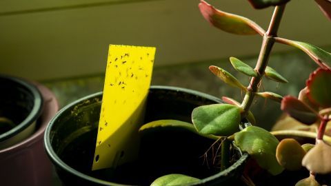 Trauermückenlarven umweltfreundlich bekämpfen