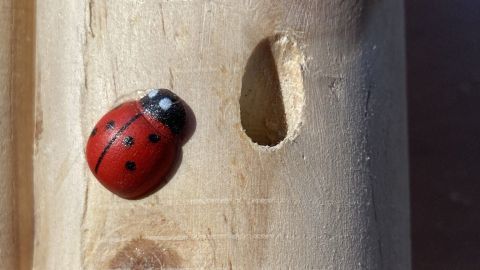 Ein Käfer krabbelt auf einer Holzoberfläche, die kleine Löcher aufweist, passend für ein Insektenhotel.