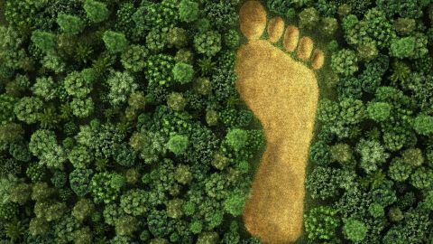 Ein großer, brauner Fußabdruck aus Gras liegt mitten in einem dichten grünen Wald voller Bäume und Sträucher.