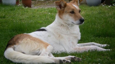 Ein Hund liegt entspannt auf grünem Gras, umgeben von Pflanzen, während er die Umgebung aufmerksam beobachtet.
