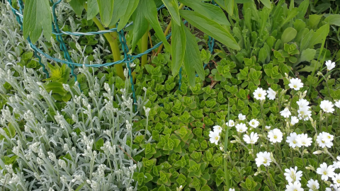 Blumen- und Pflanzenstützen aus Gartenzaun herstellen