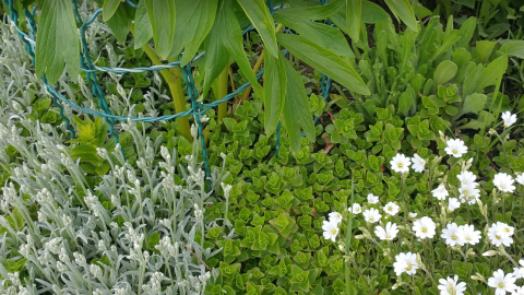 Pflanzenstützen aus einem Gartenzaun umgeben grüne und blühende Pflanzen in einem gepflegten Gartenumfeld.