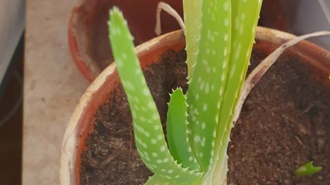 Eine Aloe-Vera-Pflanze wächst in einem Topf und zeigt ihre saftigen, grünen Blätter auf einem hellen Fensterbrett.