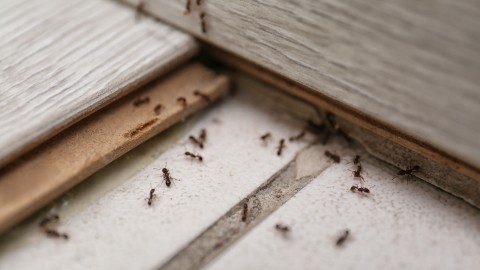 Ameisen ohne Gift aus der Wohnung vertreiben