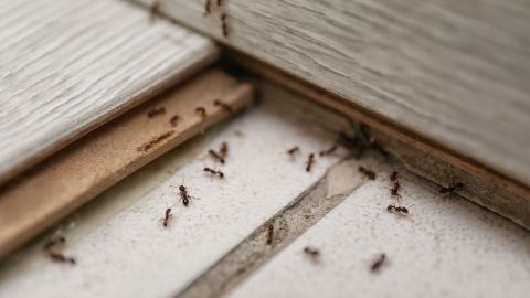 Ameisen krabbeln über den Boden und die Fugen einer Wohnung, suchen nach Nahrung in einer häuslichen Umgebung.