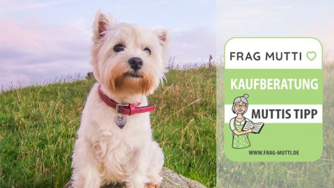 hundehalsband test
