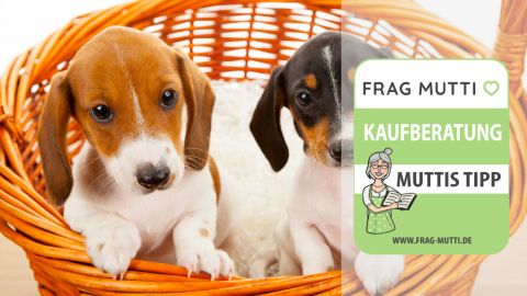 Hundekörbe Test & Vergleich: 6 günstige Empfehlungen