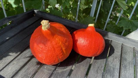 Rote Kürbisse liegen auf einem Holztablett, umgeben von grünen Blättern, bereit zur umfassenden Verwertung.