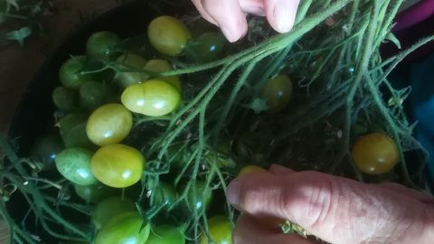 Hände sammeln grüne Tomaten in einer Schüssel, während im Hintergrund eine helle, häusliche Umgebung sichtbar ist.