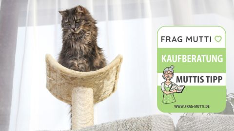 Katzenbäume Test & Vergleich: 6 günstige Empfehlungen