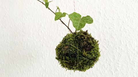 Eine hängende Kokedama-Mooskugel mit Efeublättern schwingt sanft vor einer weißen Wand.