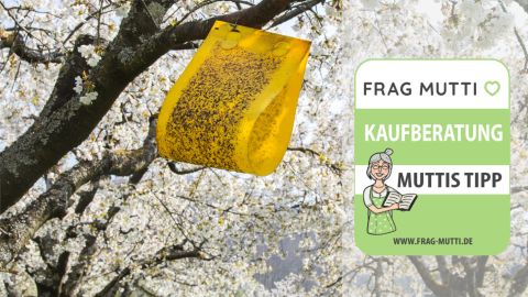 Fruchtfliegenfalle Test & Vergleich: 6 Empfehlungen