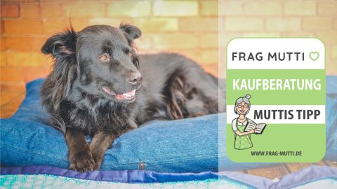 Hundekissen Test & Vergleich: 6 günstige Empfehlungen