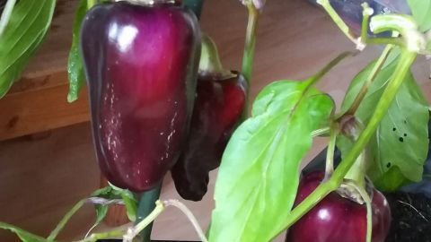Rotviolette Paprika wachsen an einer Pflanze in einem Topf, umgeben von grünen Blättern und Erde.