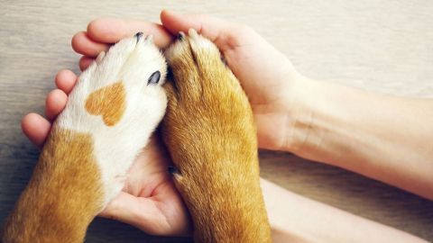 Eine Handfläche hält sanft die Pfote eines Hundes, während die andere Hand sie liebevoll berührt, um Geborgenheit zu zeigen.