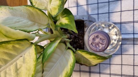 Eine Gießflasche aus einer leeren Plastikflasche steht neben einer grünen Pflanze auf einem karierten Tisch.