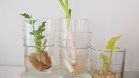 Gekeiltes Gemüse wächst in Gläsern mit Wasser, während die Wurzeln sichtbar sind und frisches Grün sprießt.