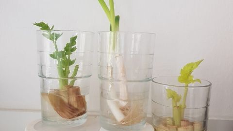 Regrowing: Gemüse ganz einfach nachwachsen lassen