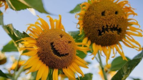 Zwei Sonnenblumen stehen im Freien, eine mit einem Glück Gesicht, die andere mit einem traurigen Ausdruck, unter blauem Himmel.