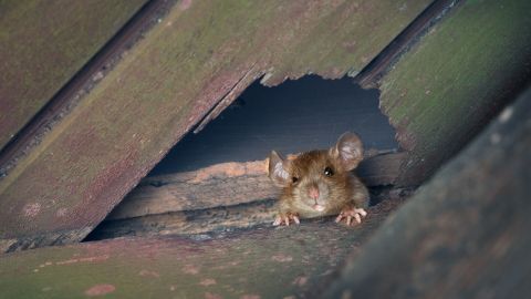 Eine Maus schaut neugierig durch ein Loch in einem verwitterten Dachbalken, um ihr Zuhause zu erkunden.