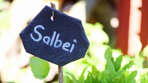 Ein Pflanzenstecker zeigt "Salbei", während üppige grüne Blätter im sonnigen Garten darum wachsen.