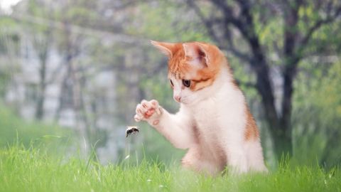 Ein neugieriges Kätzchen spielt im Gras und greift nach einer Hummel, die in der Luft schwirrt.