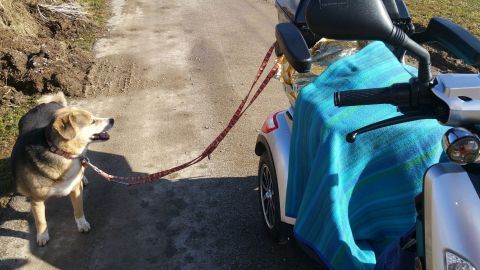 Ein Hund steht an einer Straße und schaut zur Seite, während er an einem motorisierten Rollstuhl mit einer bunten Decke befestigt ist.