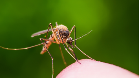 Warum jucken Mückenstiche?