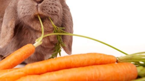 Ein Kaninchen hält ein Möhrchen mit Grünzeug im Mund und sitzt vor mehreren frischen, orangen Möhren auf weißem Hintergrund.