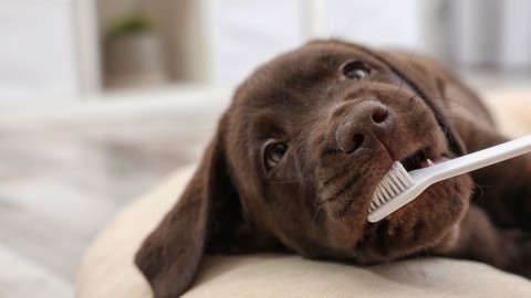 Lifehacks für Tiere: Wie Hunde Zähne putzen und Katzen Möbel schonen