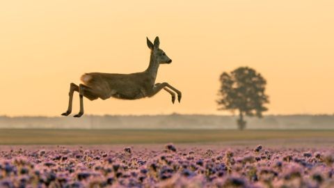 Ein Reh springt elegant über ein lila blühendes Feld im sanften Licht der Morgenröte vor einem Baum im Hintergrund.
