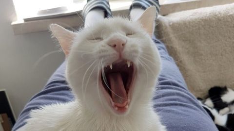 Ein weißer Kater gähnt laut, während er auf den Beinen einer Person liegt, umgeben von einem gemütlichen Raum.