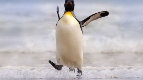 Ein Pinguin läuft fröhlich aus dem Wasser, seine Flügel ausgebreitet, an einem sonnigen Strand mit sanften Wellen.
