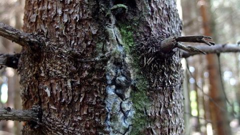 Ein Baumstamm zeigt Harzflecken, während sich die Umgebung in einem dichten Wald mit weiteren Bäumen befindet.