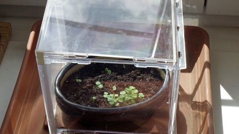 Ein durchsichtiges Mini-Gewächshaus aus CD-Hüllen schützt eine Pflanze in einem Blumenkübel auf der Fensterbank.