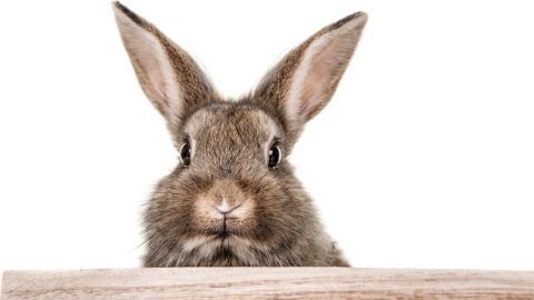 Ein Hase schaut neugierig über eine Holzbarriere. Der Hintergrund ist hell und neutral, was die Aufmerksamkeit auf das Tier lenkt.